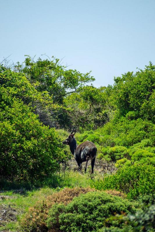 0 Bedroom Property for Sale in Moquini Western Cape